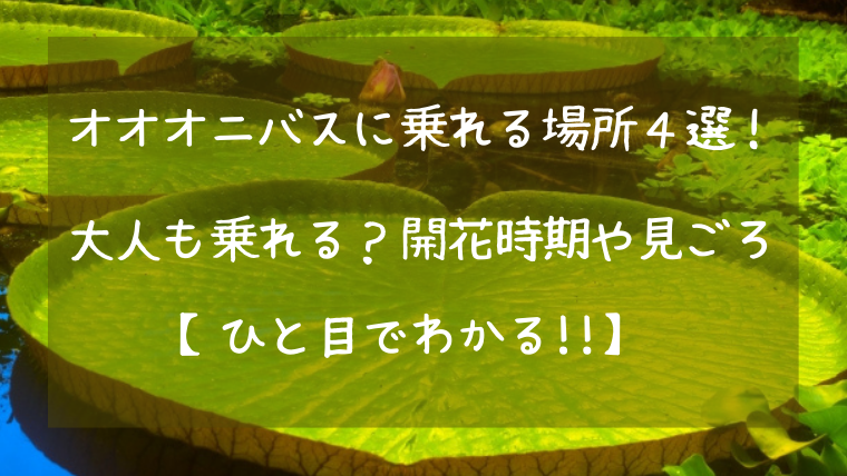 オオオニバスに乗れる場所４選 大人も乗れる 開花時期や見ごろ ひと目でわかる ぷぷとぴっく